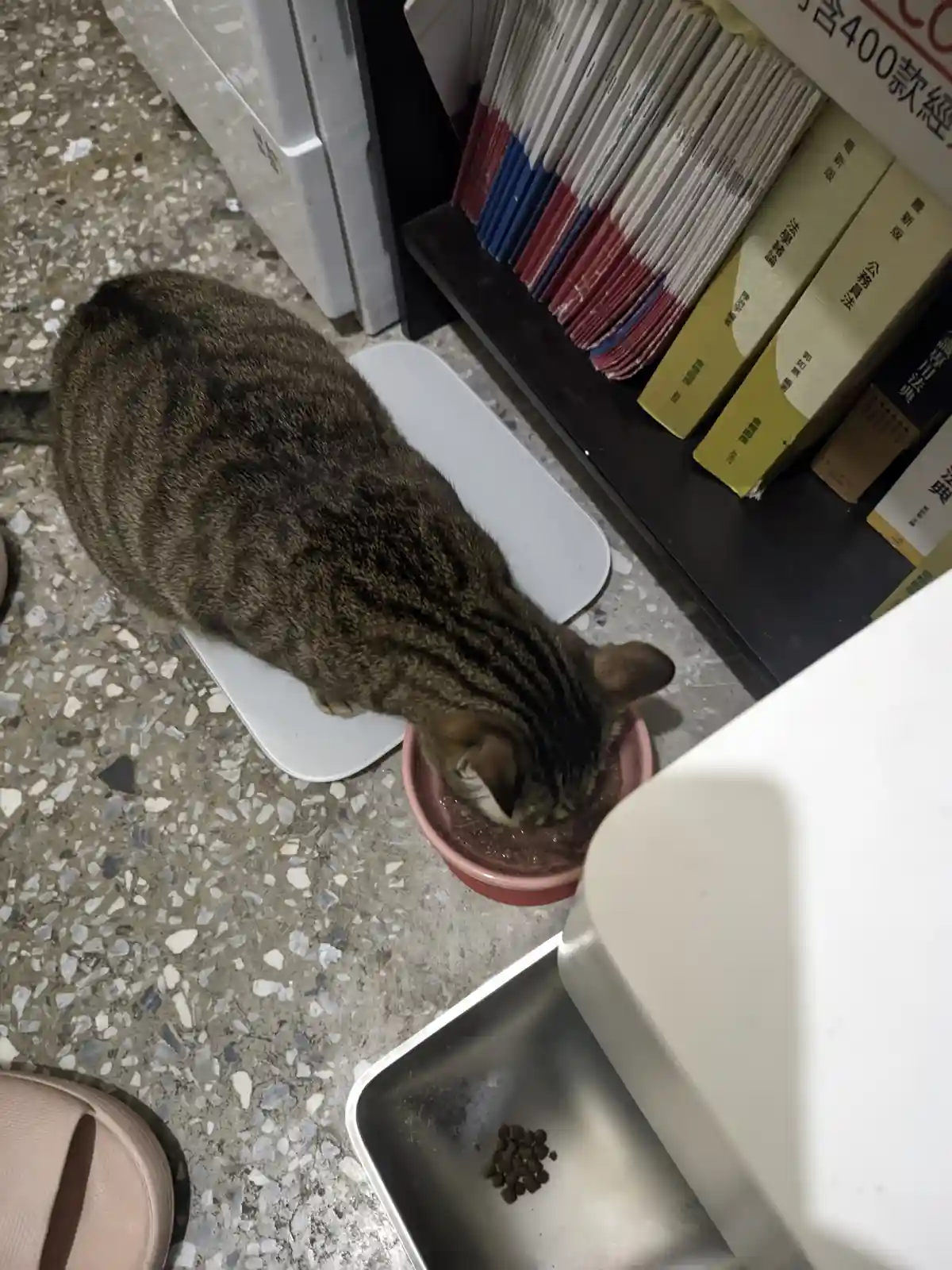 一只虎斑猫正俯身在一个粉色碗里吃东西，它站在一个白色垫子上，旁边地板上有一个装着少量猫粮的金属托盘。背景是书架和水磨石地板，书架上放着几本书和文件夹。图片上没有文字。