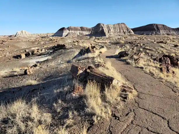 A wide shot of a desert landscape with cracked earth, sparse dry grass, and large petrified wood logs scattered throughout…