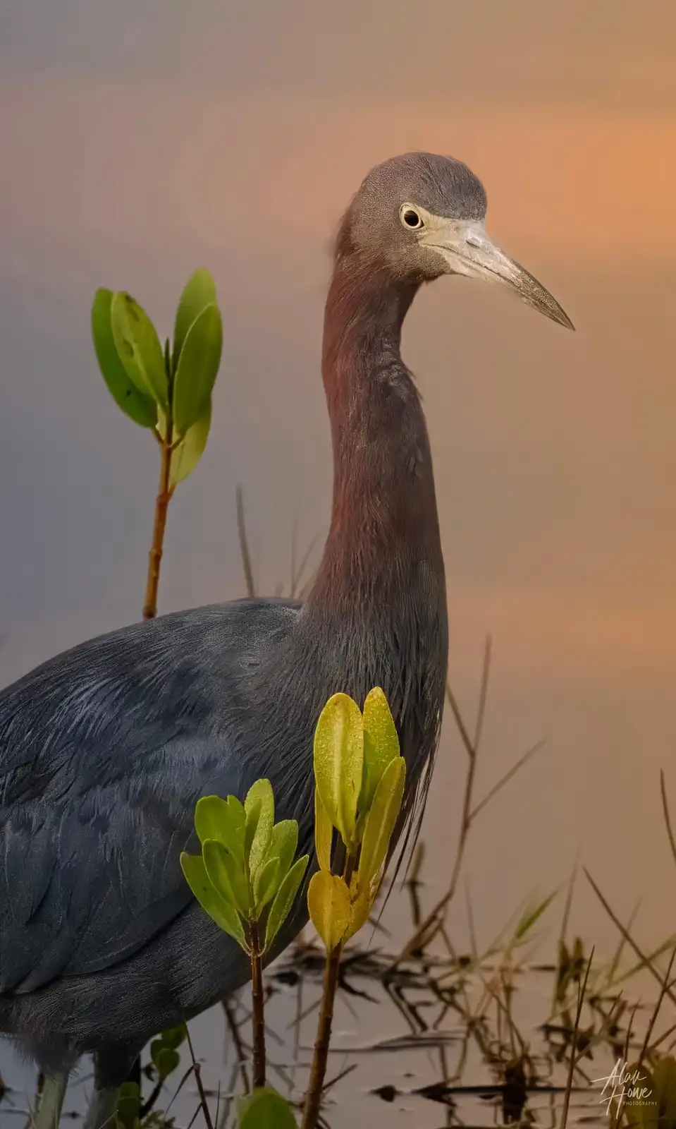 Spotting the Elegant Little Blue Heron in Nature