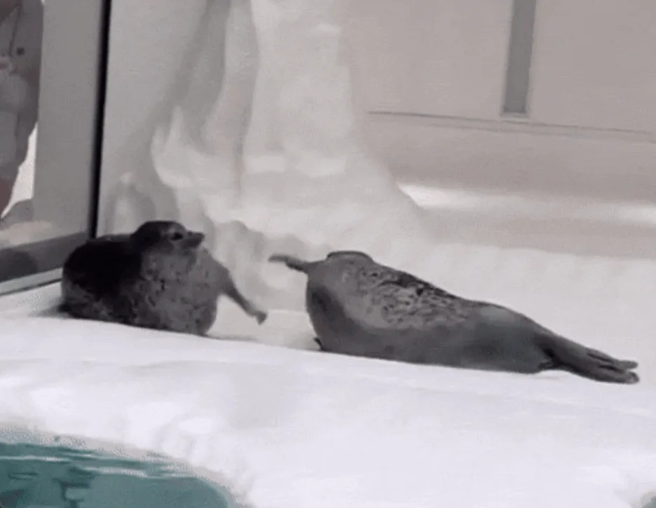 A six-panel black-and-white sequence shows two seals interacting on a snowy surface. The first panel shows them facing each…
