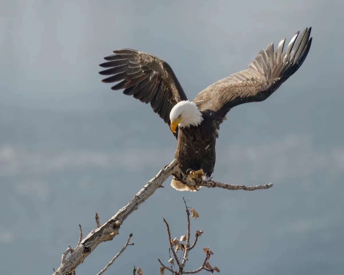 A bald eagle with white head and dark brown body is perched on a bare tree branch with wings spread wide, against a hazy…
