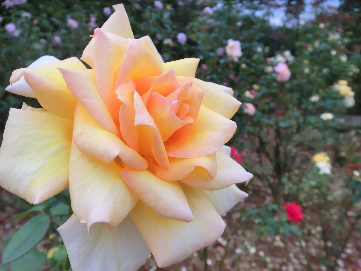A close-up photograph of a large, fully bloomed yellow-orange rose with delicate, layered petals, set against a blurred…