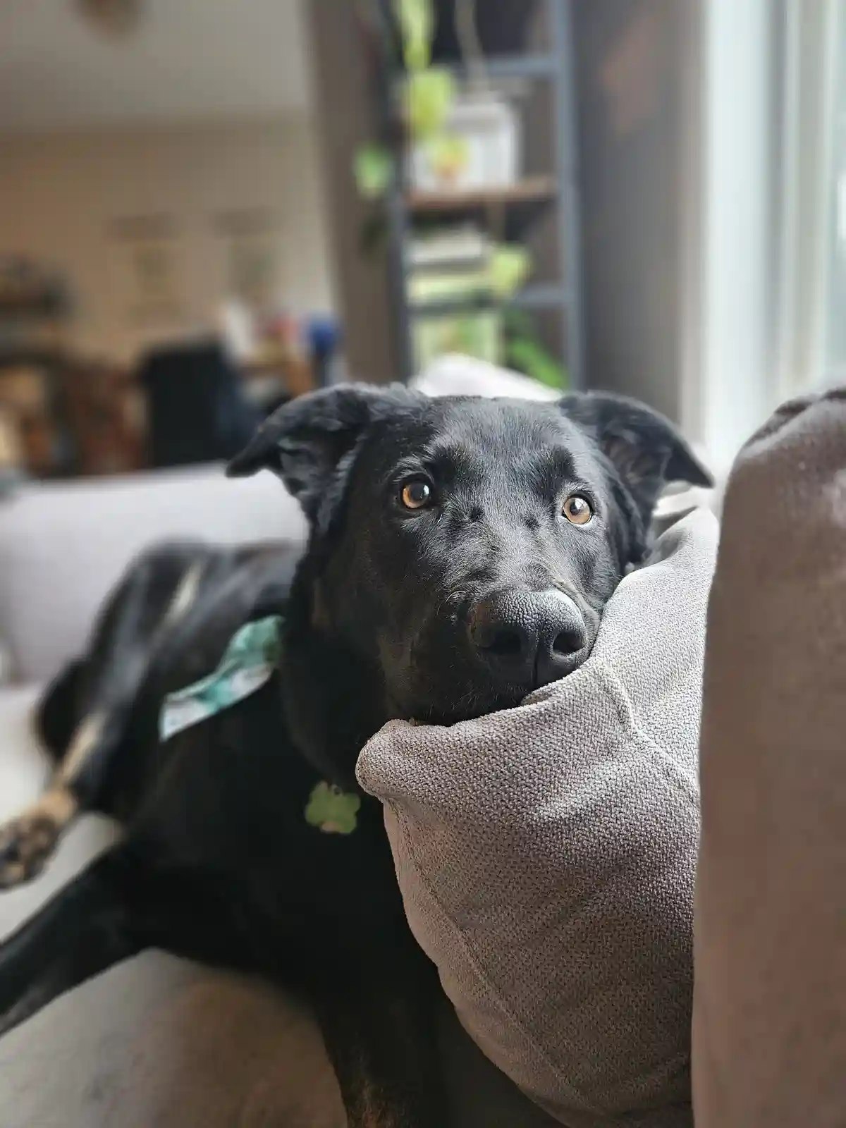 A black dog with brown eyes is lying on a couch, its head resting on a beige cushion, looking directly at the camera with a…