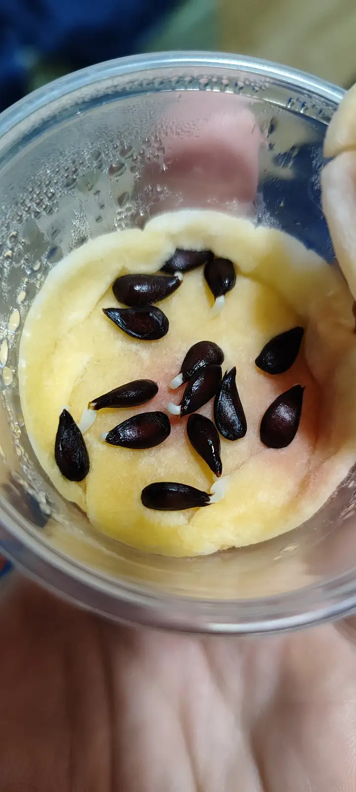 A close-up photo shows dark watermelon seeds with white sprouts resting in a clear plastic cup filled with yellowish…