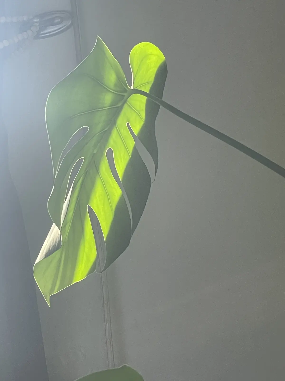 My Monstera: A Living Masterpiece
