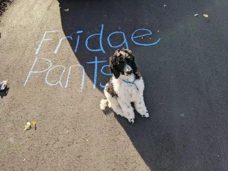 A black and white curly-haired dog sits on asphalt next to blue chalk writing that reads 'Fridge Pants'. The dog wears a…