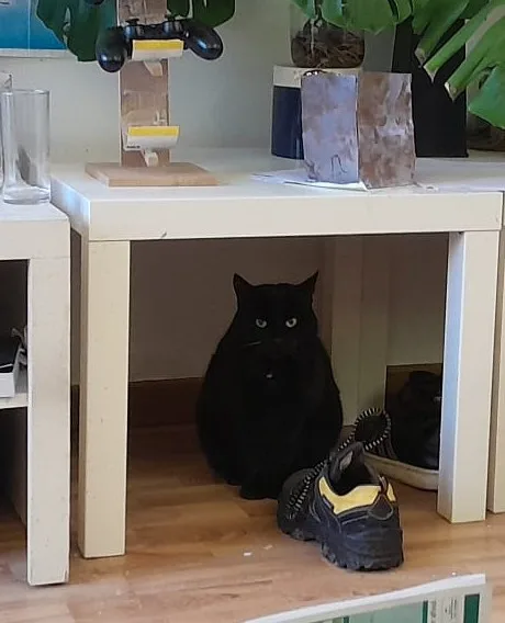 A black cat sits under a white table, looking directly at the camera with wide eyes, next to a black and yellow shoe. The…