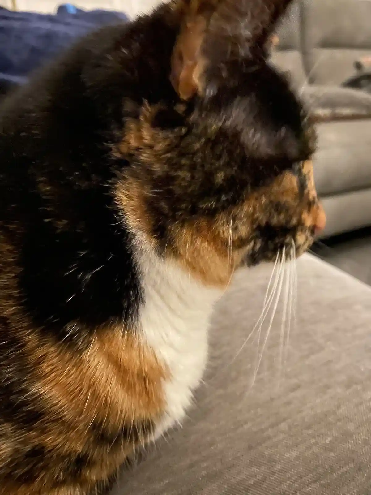 A close-up photo of a calico cat with black, orange, and white fur, sitting on a gray couch and looking away. The cat's face…