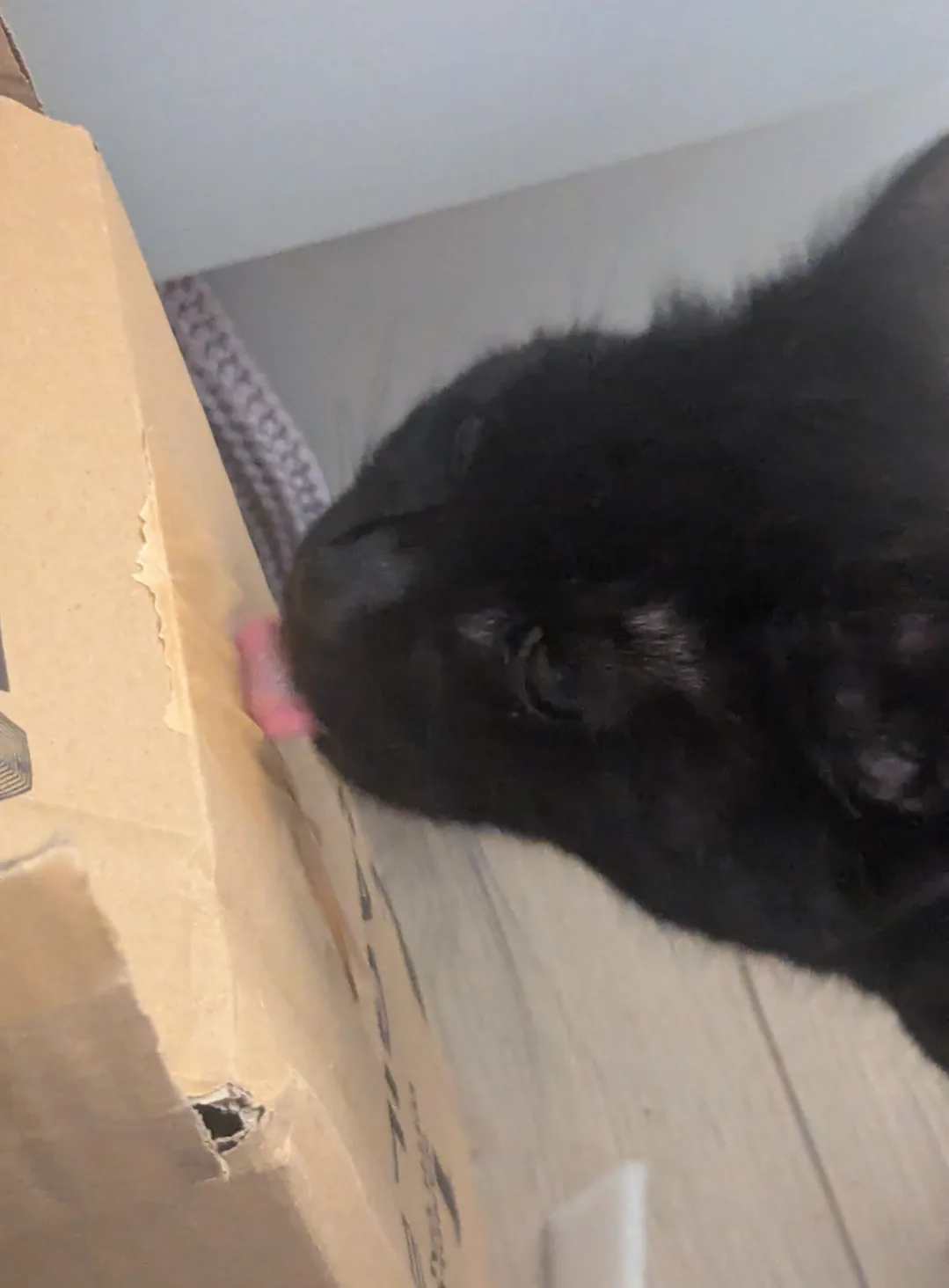 A black cat is lying on a wooden floor next to a cardboard box, its pink tongue extended as it licks the side of the box…