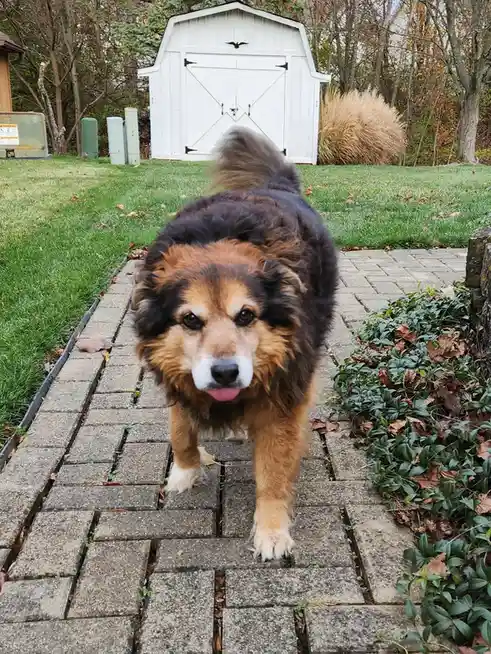 A fluffy, medium-sized dog with brown and black fur and a white muzzle walks toward the camera on a stone patio, its tongue…