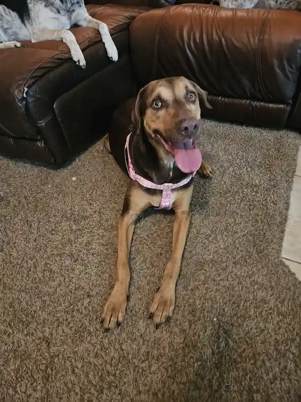 A brown and tan dog with a pink harness sits on a brown carpet, looking up with its tongue out, while another dog rests on a…