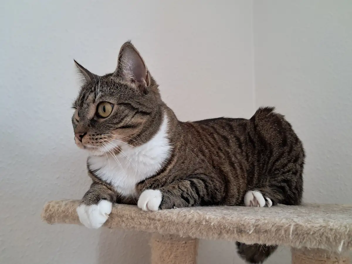 A tabby cat with white paws and chest is lying on a beige cat tree perch, looking off to the side with wide, alert eyes. The…