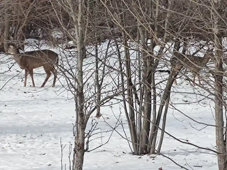 A deer stands in a snowy field partially obscured by bare winter trees, with another deer visible in the background. The…