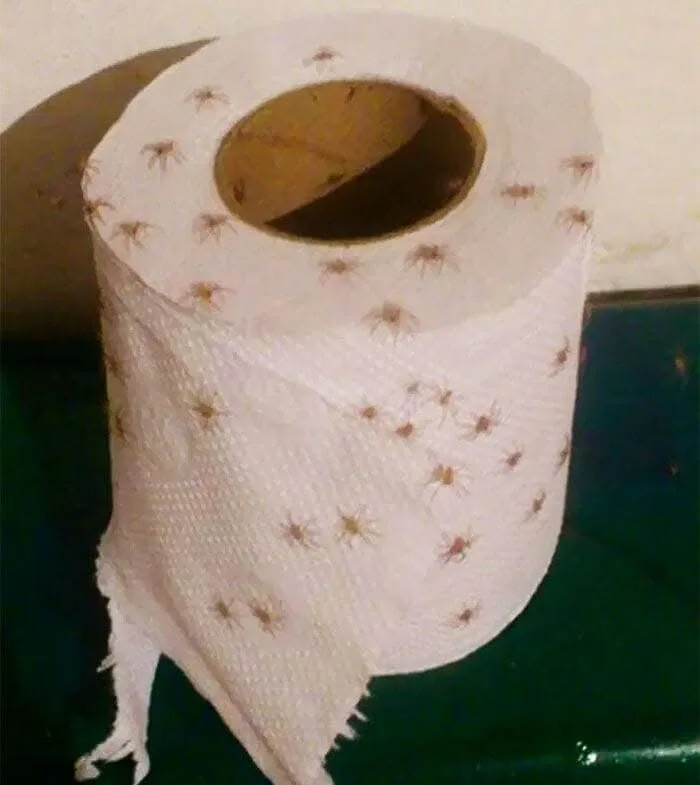 a close-up photo shows a roll of toilet paper with numerous small brown spiders crawling all over its surface and inside the…