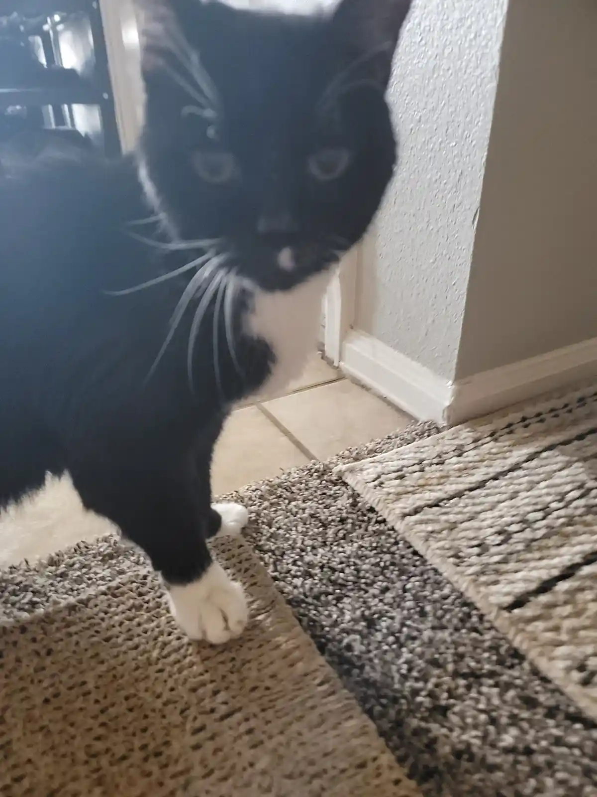 A black and white cat with a white chest and paws stands on a textured rug, looking directly at the camera with a serious…