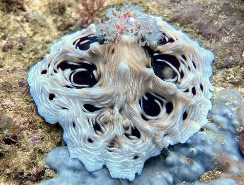 A close-up photo of a white, intricately patterned sea slug with dark, eye-like spots on its body, resting on a sandy ocean…