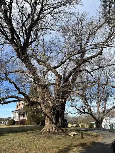 A large, leafless tree with many gnarled branches dominates the foreground, set against a blue sky with a house visible…
