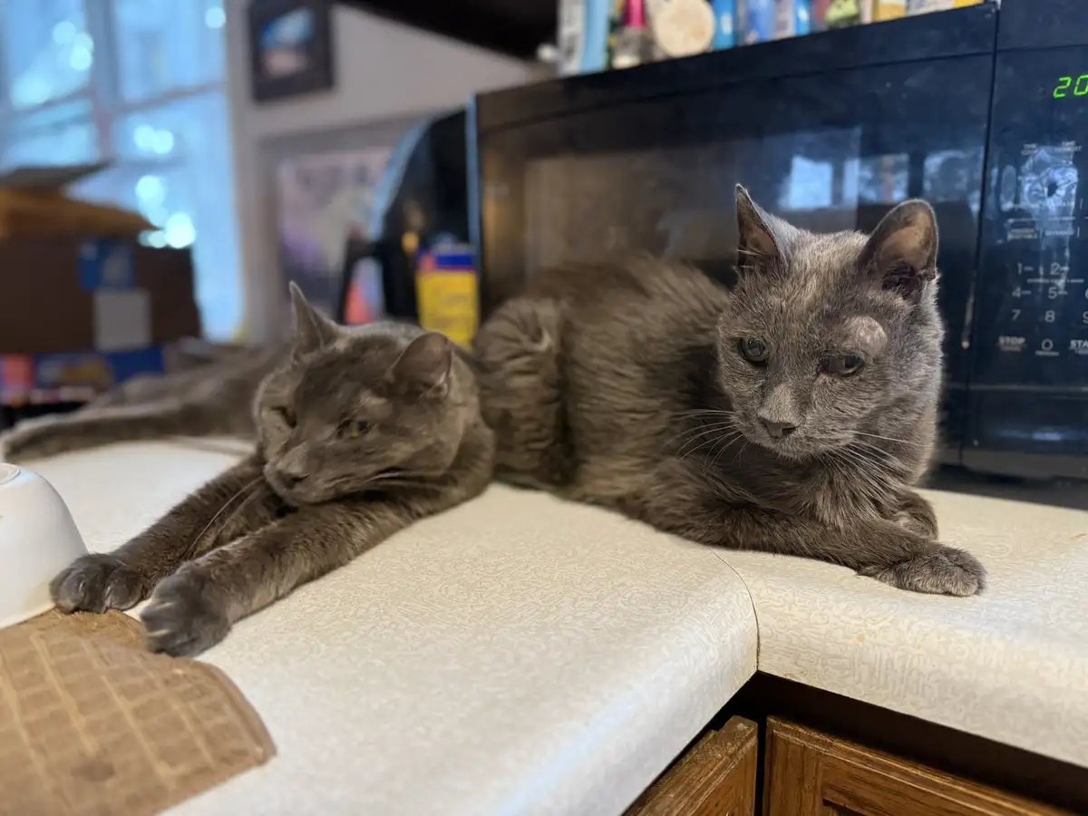 Two gray cats are lounging on a kitchen countertop, one looking sleepy and the other with a bored expression, in front of a…