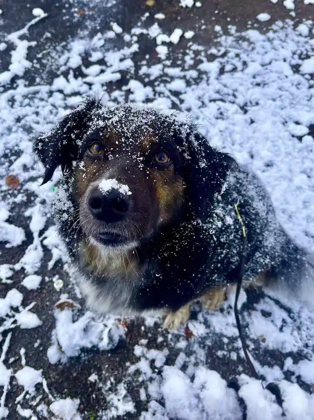 A black and tan dog with snow on its head and fur sits on a snowy ground, looking up with wide eyes. The overlaid text reads…