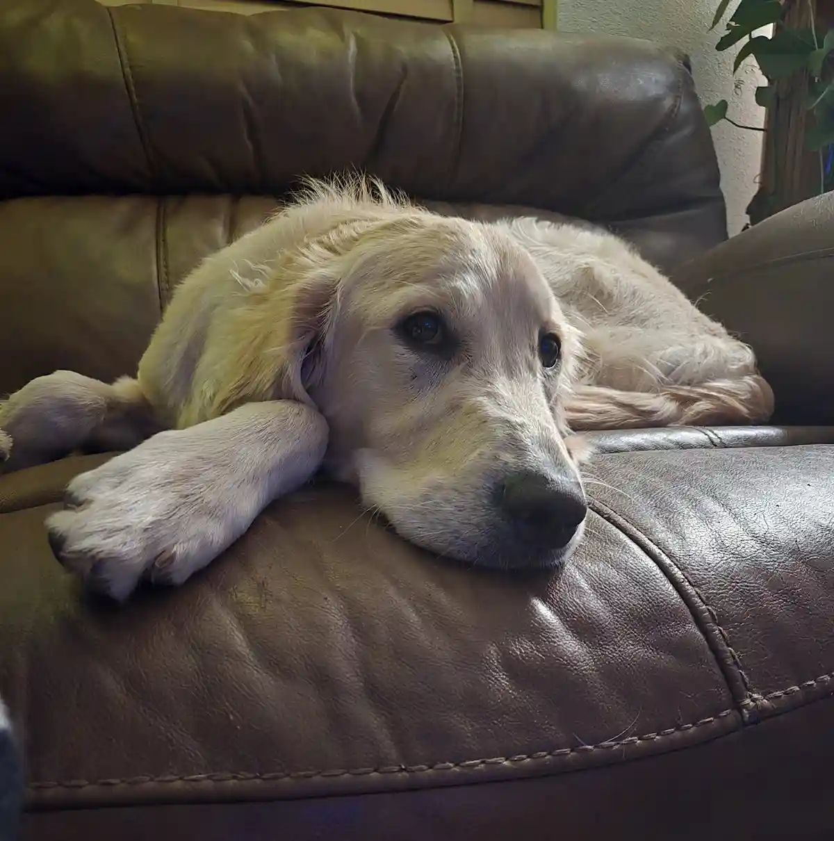 A golden retriever dog is lying on a brown leather couch with its head resting on the armrest, looking sad and tired. The…
