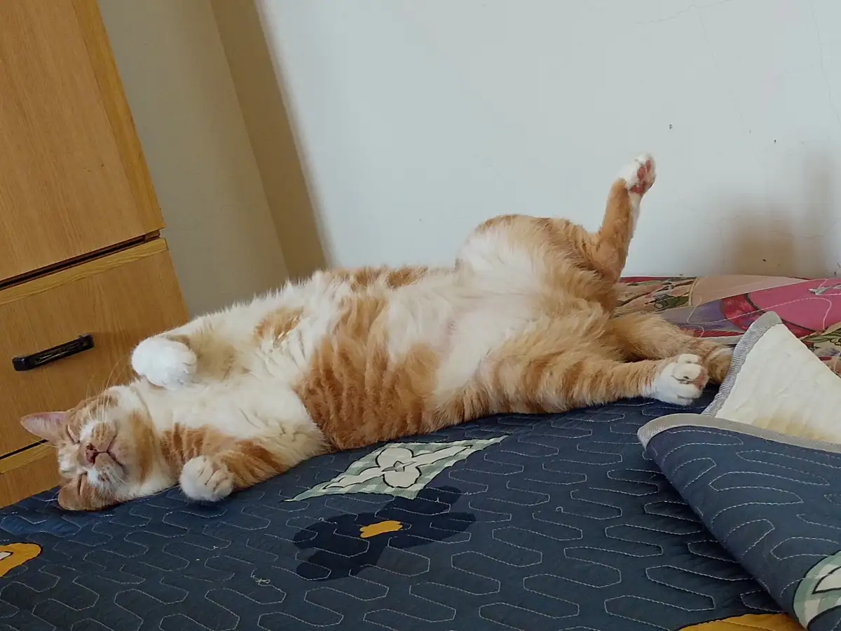 An orange and white tabby cat is lying on its back on a patterned bedspread, exposing its belly and kicking one hind leg up…