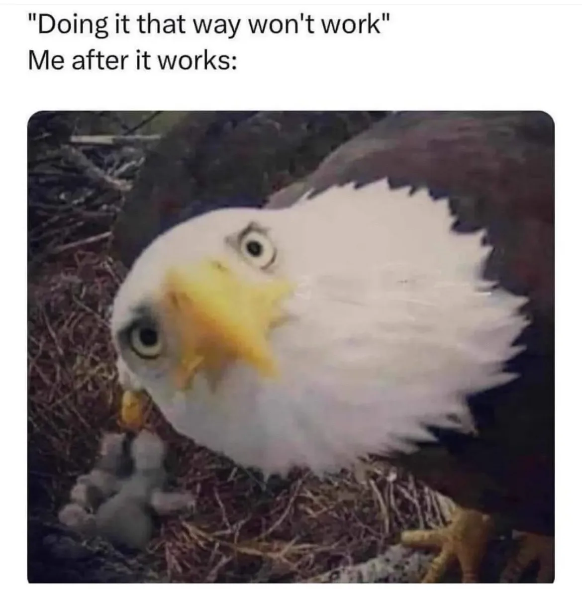 A close-up photo of a bald eagle with wide, startled eyes looking down at its nest, where small chicks are visible. The…