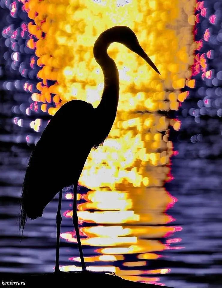 A silhouette of a tall bird, likely a heron, stands in water against a vibrant, blurred background of yellow and pink bokeh…