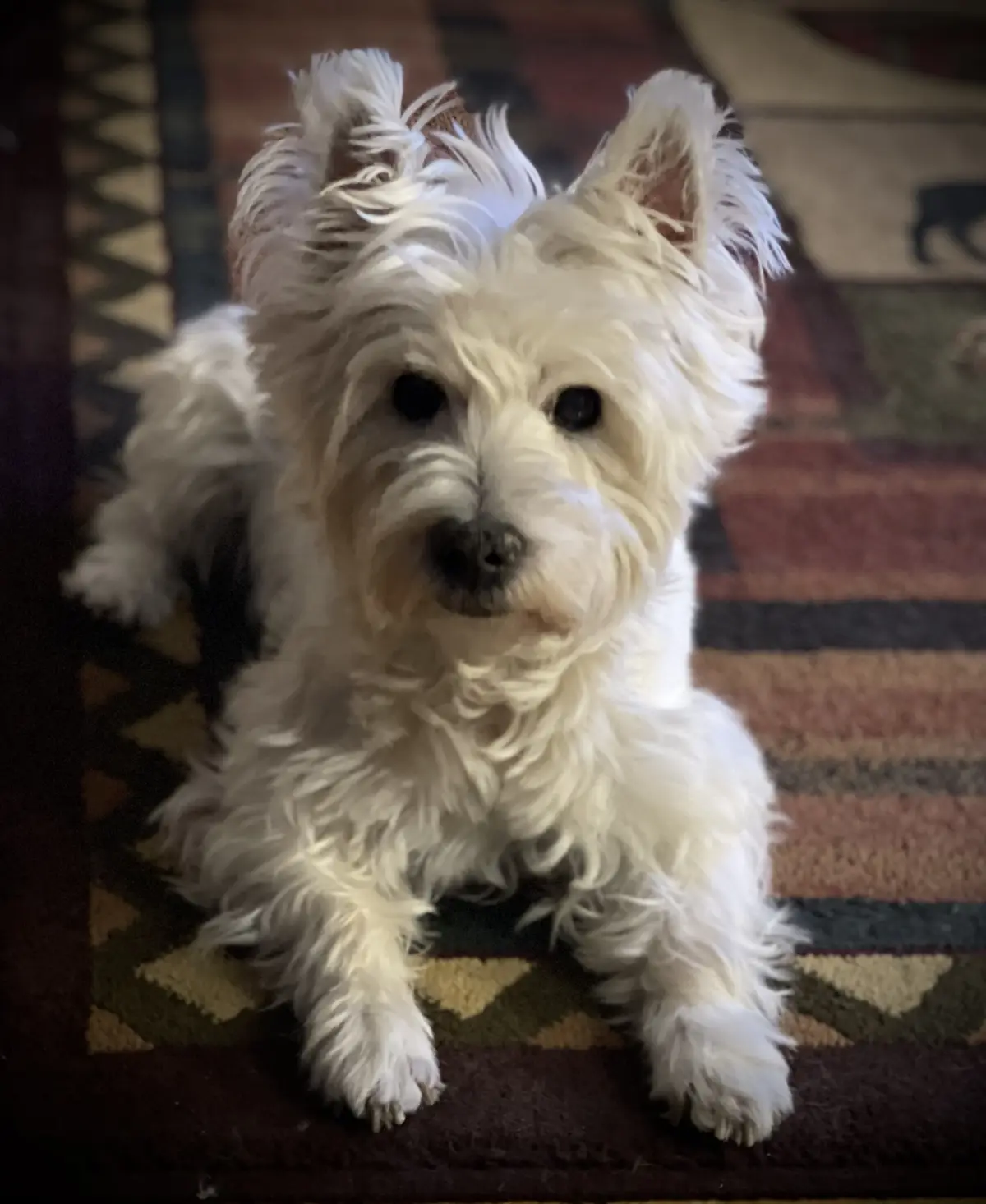 A small, fluffy white dog with shaggy fur and perky ears sits attentively on a patterned rug, looking directly at the…
