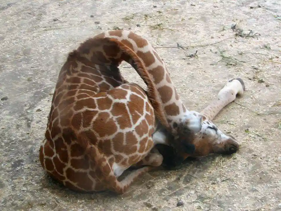 A giraffe is lying on its side on dusty ground, its long neck curved back over its body in a relaxed, almost contorted…
