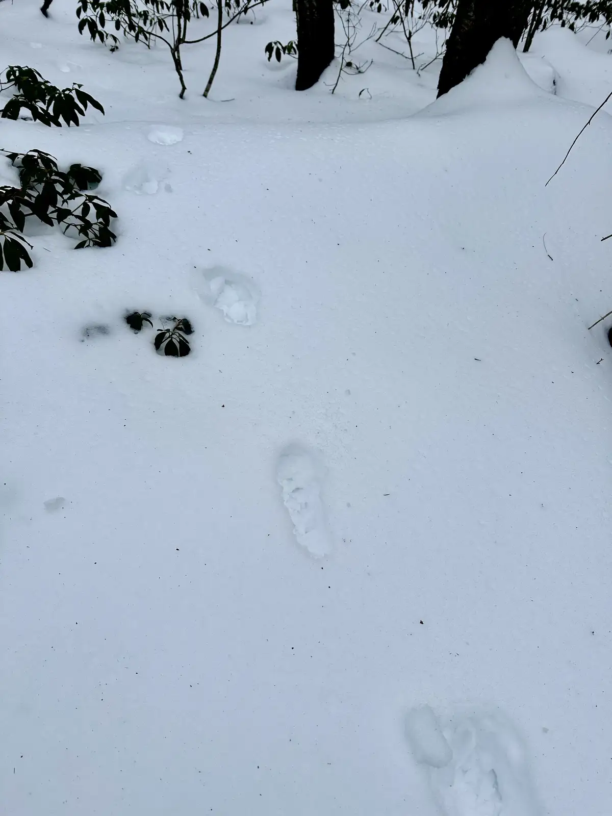 A snowy forest floor shows a trail of footprints leading toward a large, deep snowbank. One footprint is partially…
