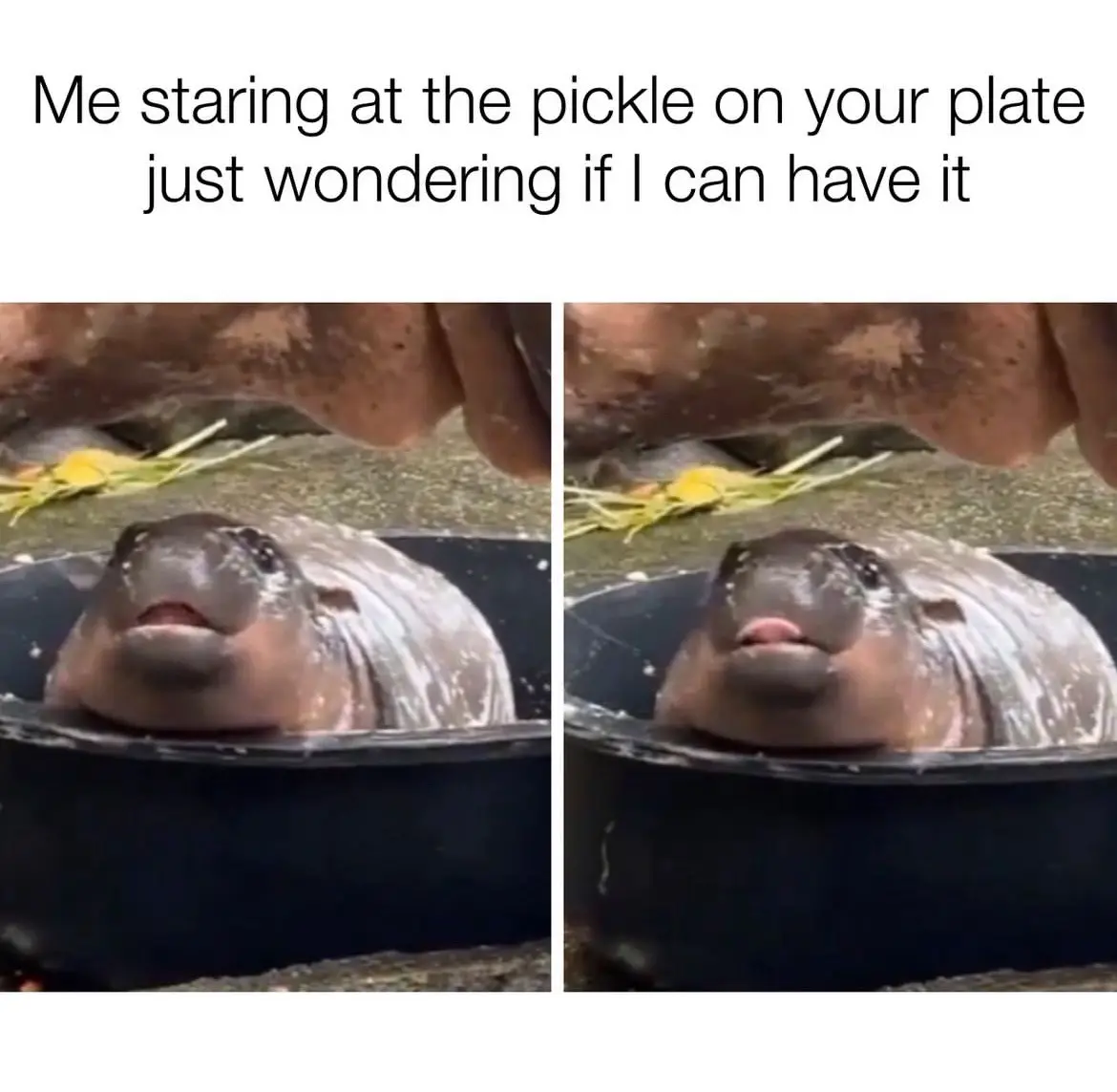 Two side-by-side images show a close-up of a hippopotamus's face peeking out of a black tub, looking upward with a slightly…