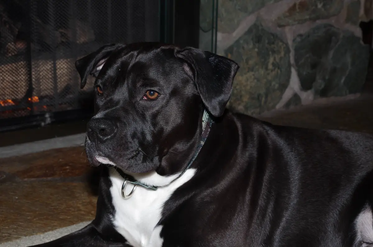 A black dog with a white chest and a green collar sits calmly in front of a stone fireplace with a fire visible behind a…