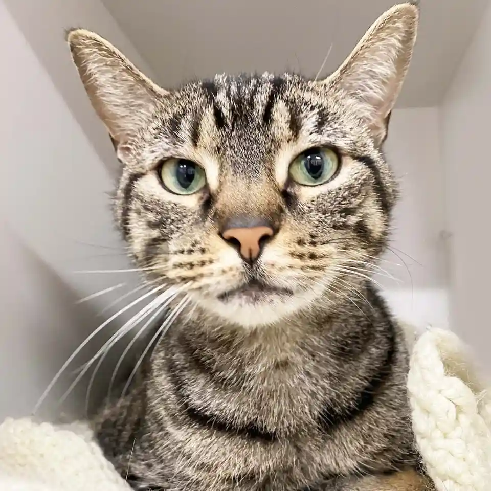 A close-up photo of a tabby cat with green eyes and a serious, unimpressed expression, looking directly at the camera while…