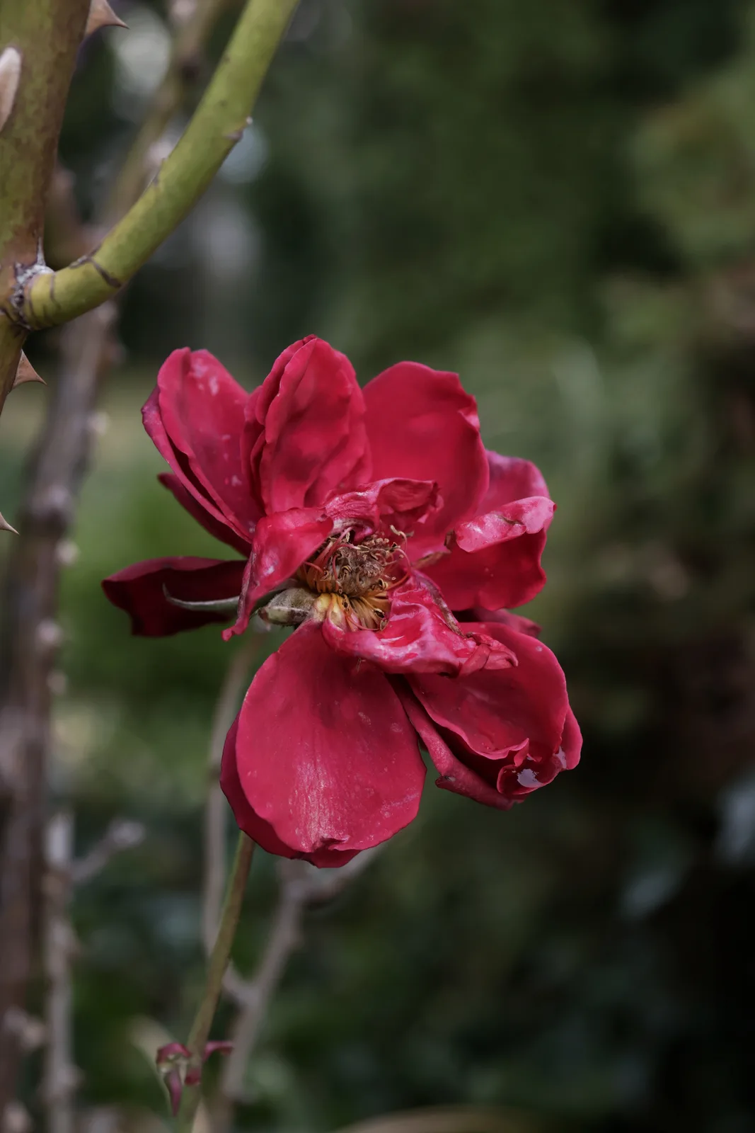 A close-up photograph of a wilting, deep red rose with drooping petals and a brown, withered center, set against a blurred…
