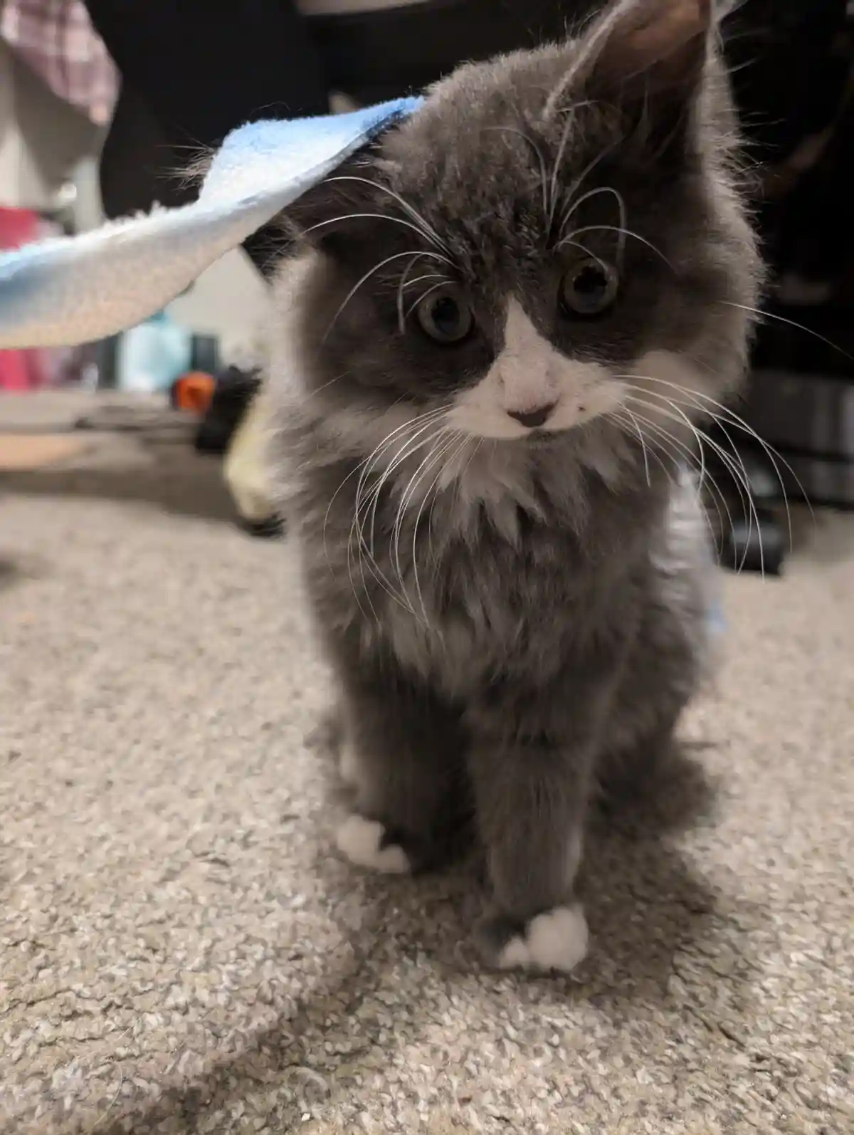 A fluffy gray and white kitten with wide, innocent eyes sits on a carpet, looking directly at the camera with a towel draped…