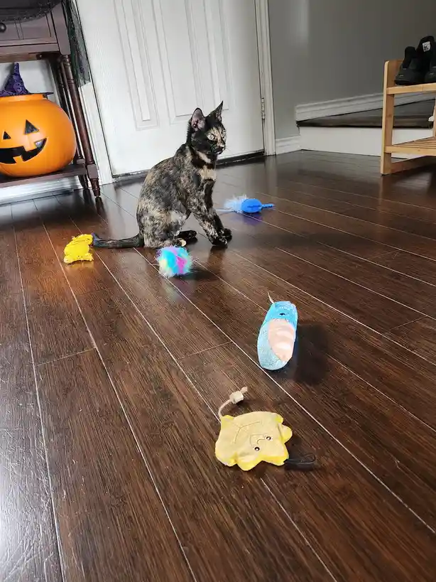A tortoiseshell cat sits on a dark wood floor surrounded by several colorful cat toys, looking away with a disinterested…