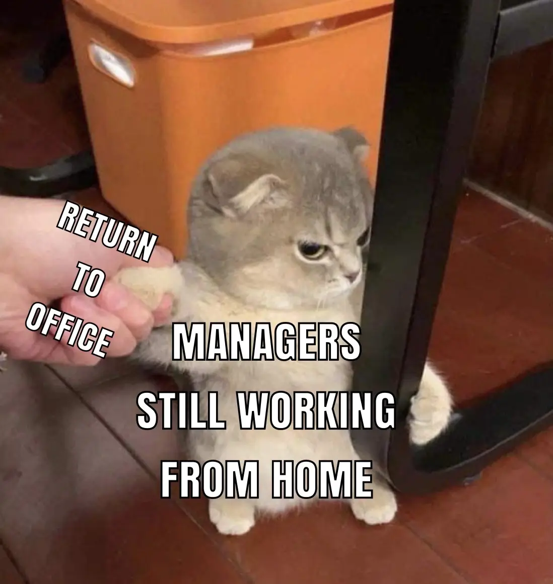A gray cat with a grumpy expression is being held by a human hand while partially hiding behind a black office chair leg…