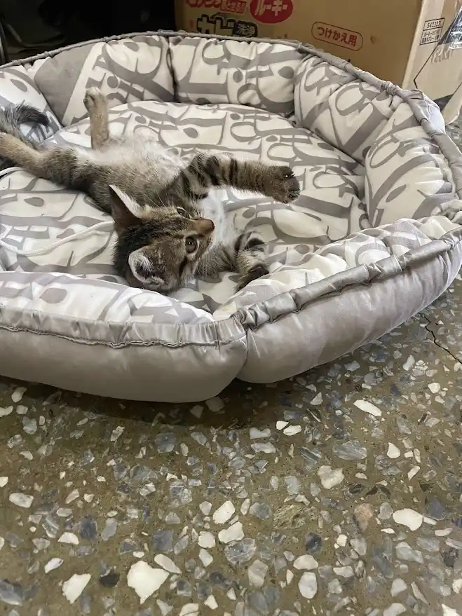 A tabby kitten lies on its back in a round, patterned pet bed, legs splayed and looking up with wide eyes. The bed rests on…
