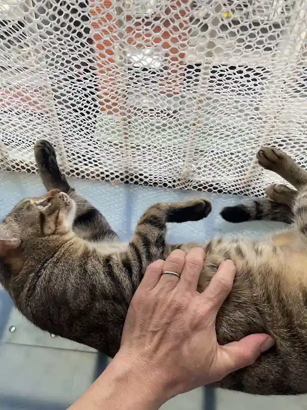 The Cat's World: A Glimpse into Feline Life