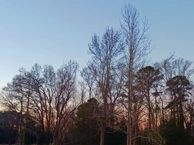 A photo of bare trees against a twilight sky with orange and blue hues, overlaid with the text 'i'm not lazy, i'm in…