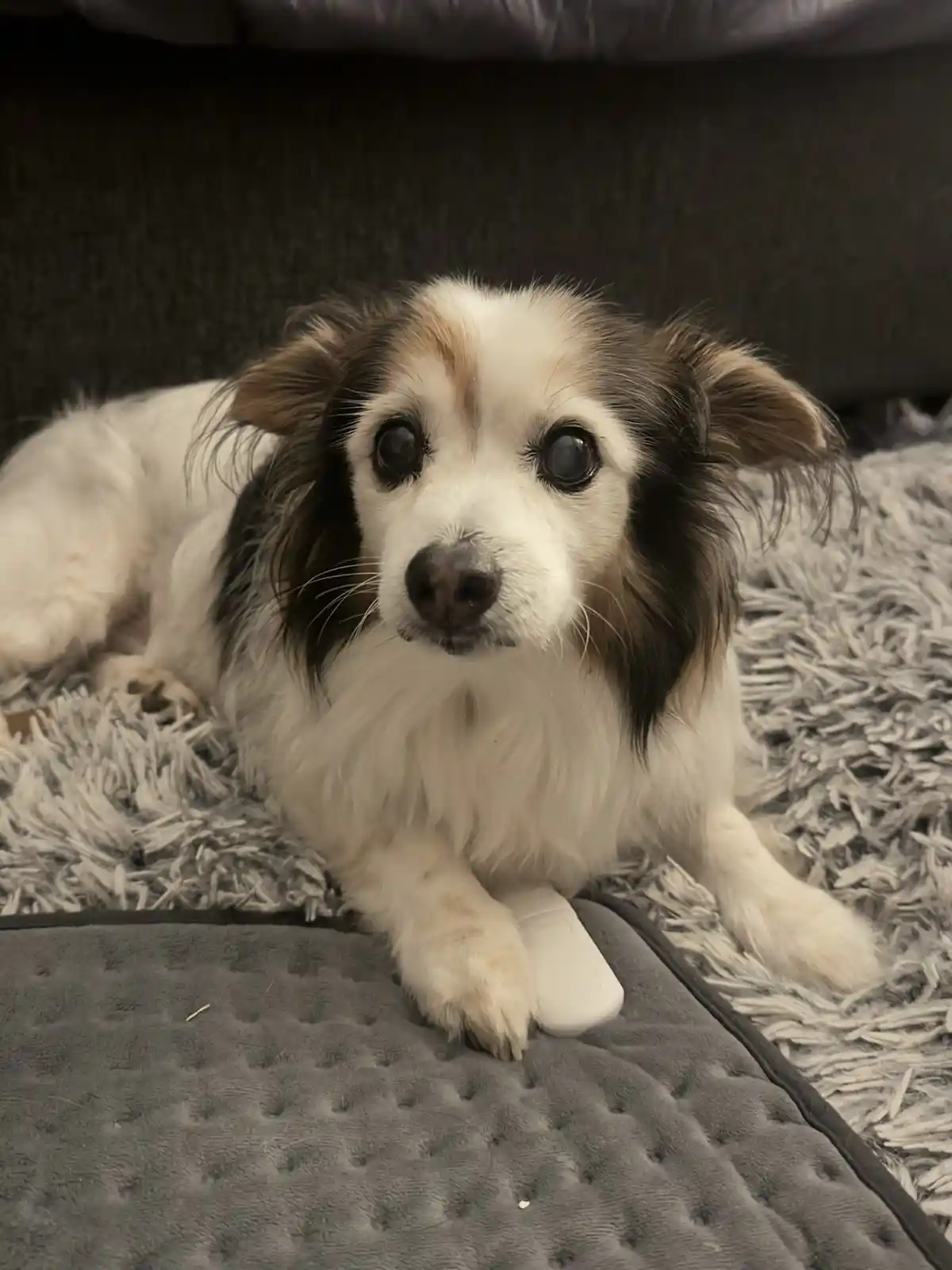 A small, fluffy dog with white and dark fur lies on a gray textured blanket, looking directly at the camera with large…