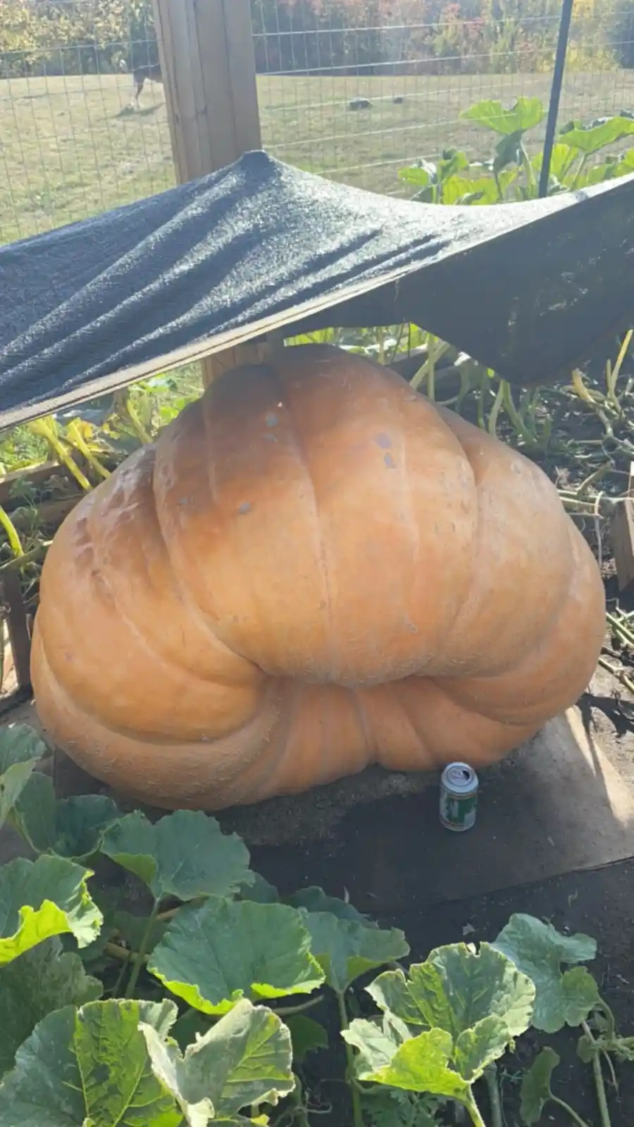A massive, orange pumpkin sits in a garden under a black tarp, with a small soda can placed beside it for scale. Green…