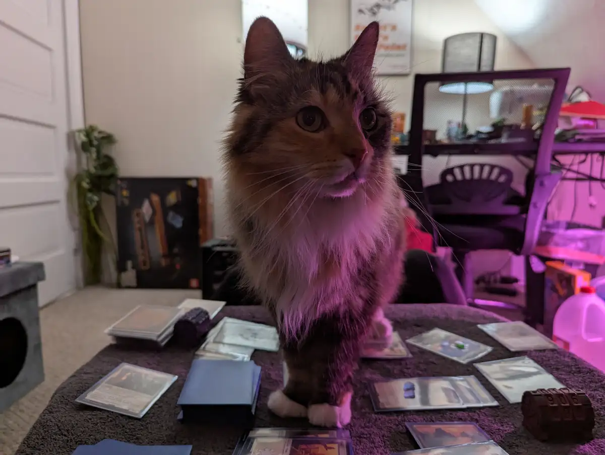 When Gaming and Cats Collide: Always Ready for a Break
