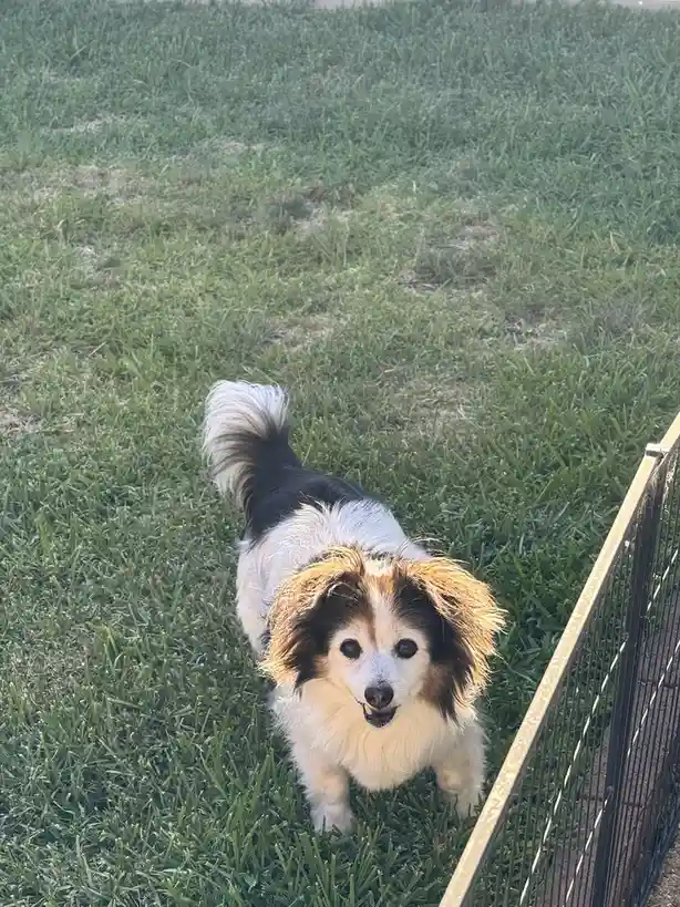 A small, fluffy dog with black, white, and tan fur stands in a grassy field, looking directly at the camera with a slightly…