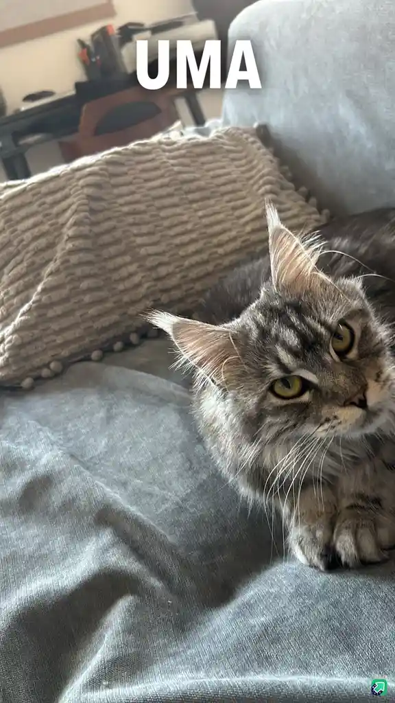 A long-haired tabby cat with striking yellow eyes is lounging on a gray couch, looking off to the side with a calm, slightly…