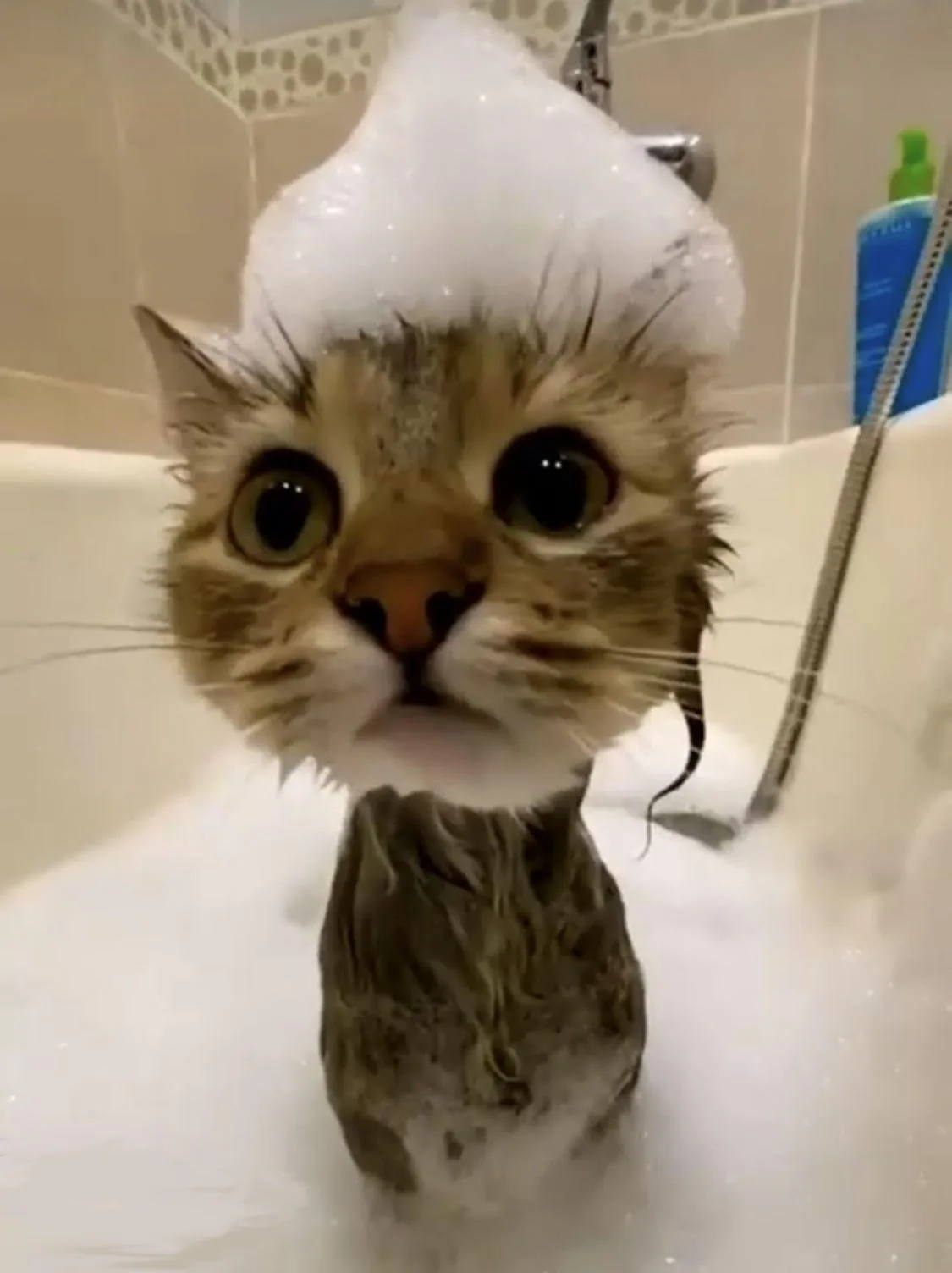 A tabby cat is sitting in a bathtub filled with soapy water, its head covered in a large, conical mound of white shampoo…