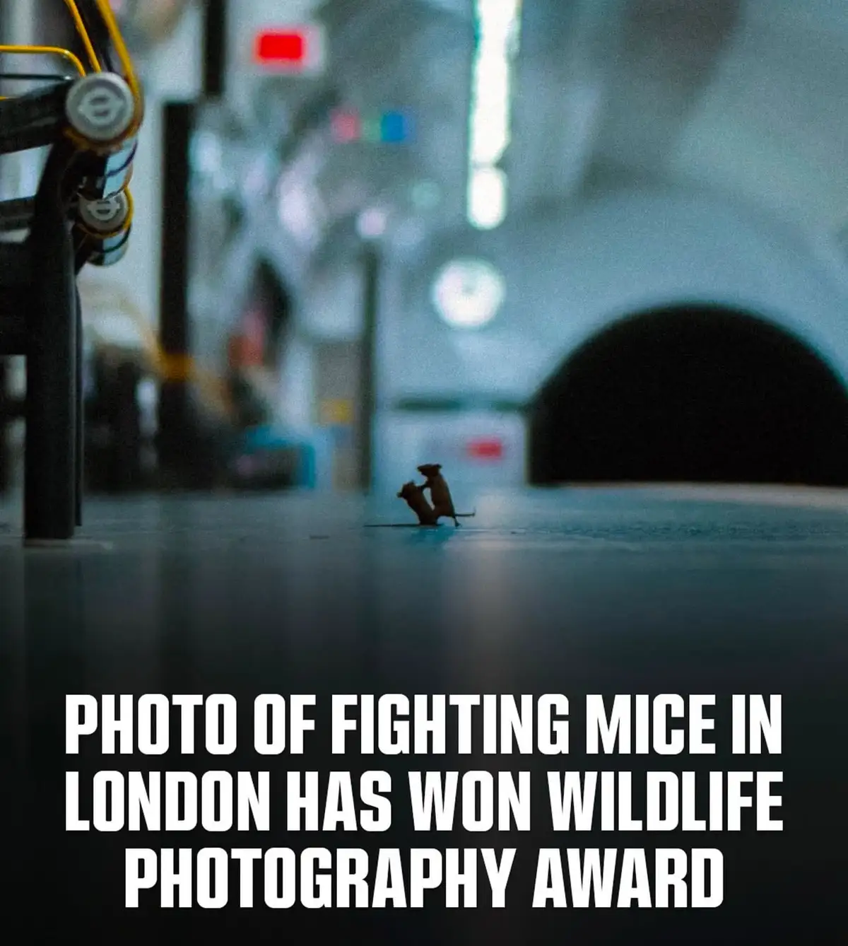 A low-angle, shallow-focus photograph shows two small mice fighting on a reflective floor in what appears to be an urban…