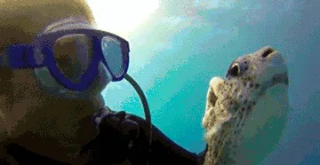 A sequence of six underwater photos shows a scuba diver interacting with a pufferfish. The diver initially faces the fish…