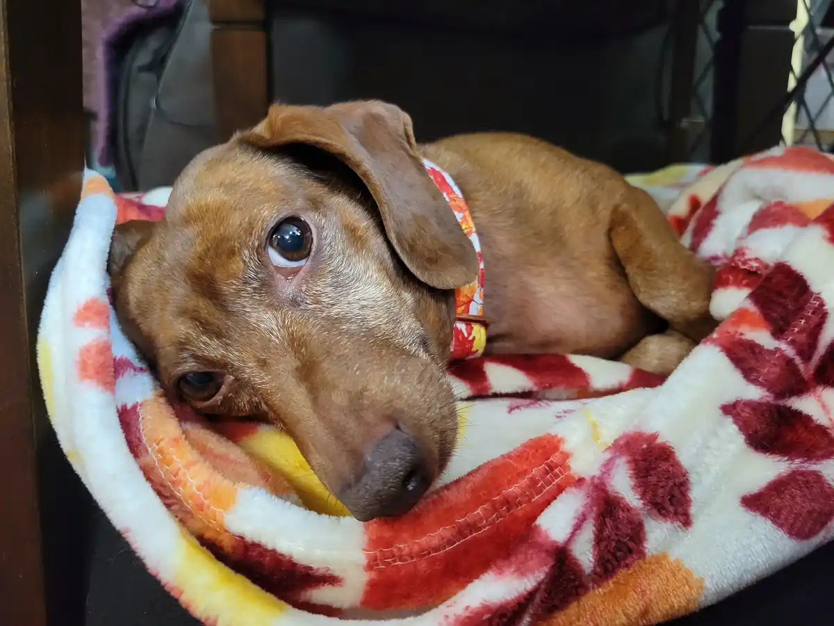 A brown dachshund with large, expressive eyes rests its head on a colorful red, white, and yellow fleece blanket. The dog…