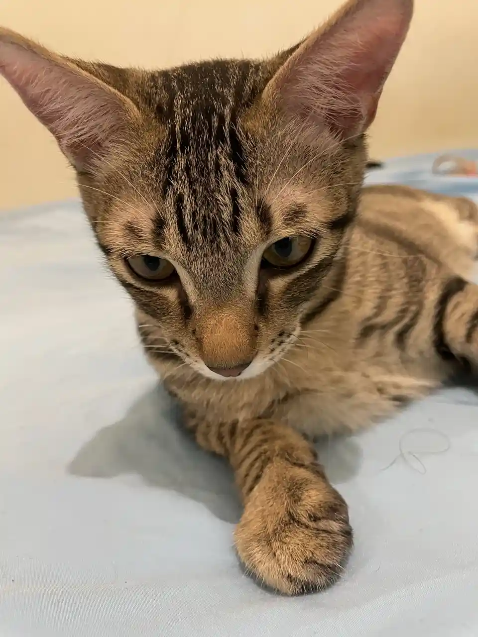 A close-up photo of a tabby cat lying on a light blue surface, looking directly at the camera with a bored, unimpressed…